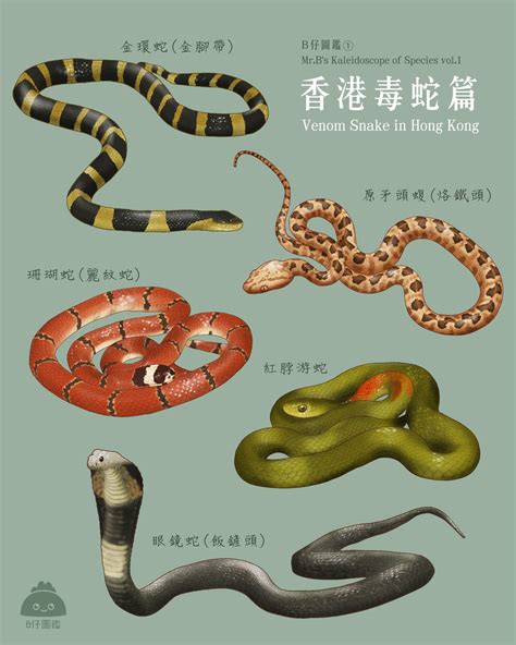 旅遊業五行 香港 蛇